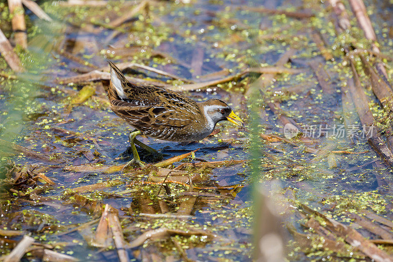 Sora (Porzana carolina)，一只小沼泽鸟，嘴里叼着一口食物